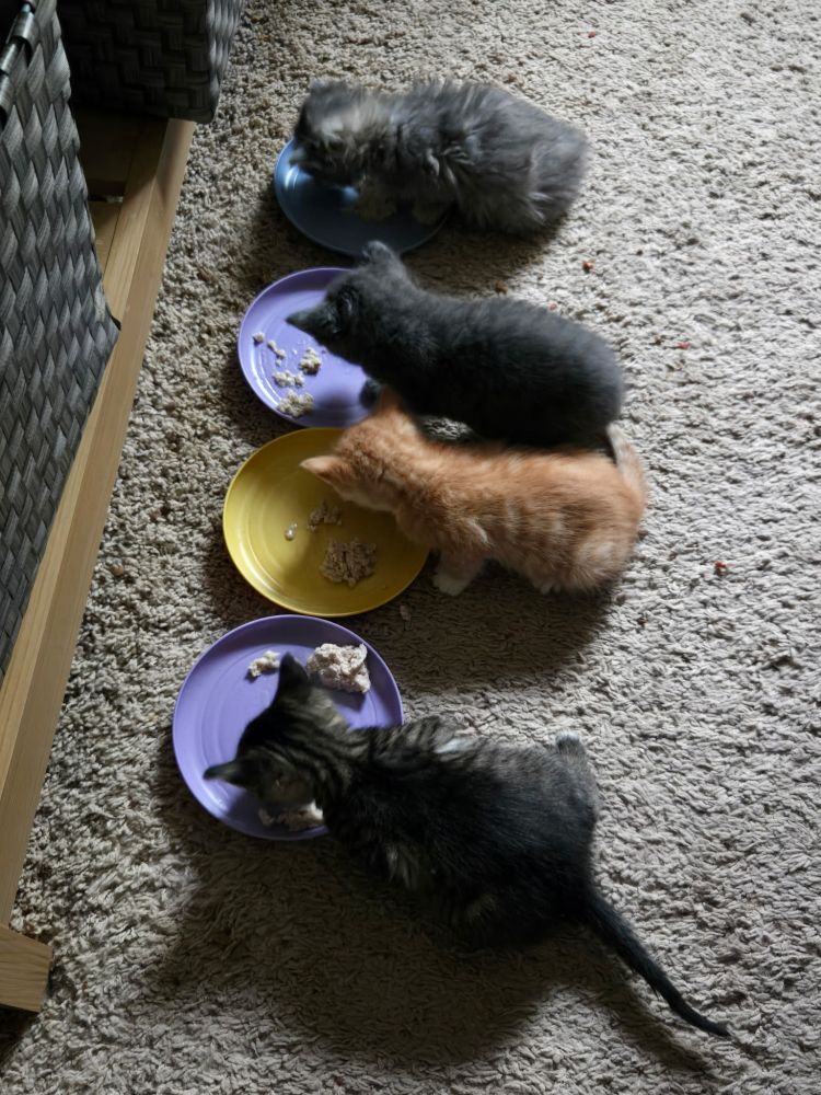4 kittens eating 