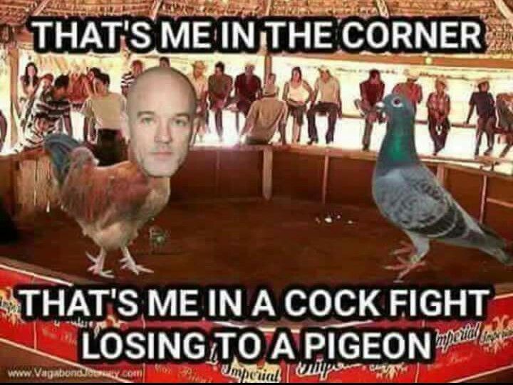 A rooster with Michael Stipes head squares off with a pigeon. Text overlay reads that's me in the corner, that's me in a cock fight losing to a pigeon 