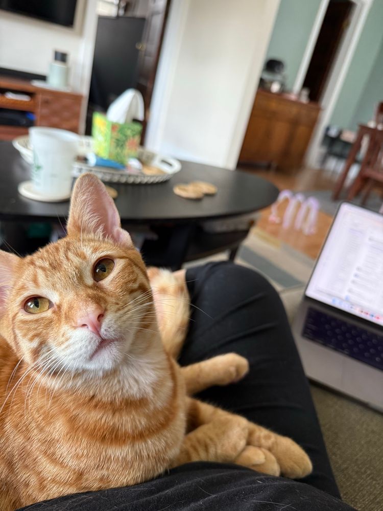 big orange tabby cat sitting proudly on a lap while the work laptop is off to the side, ignored. 
