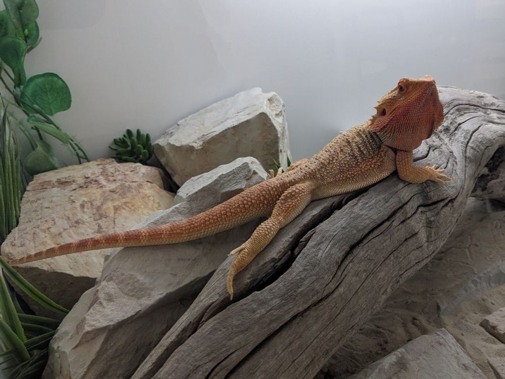 An image of a bearded dragon, lying in an elongated position on a log in  its domestic enclosure.