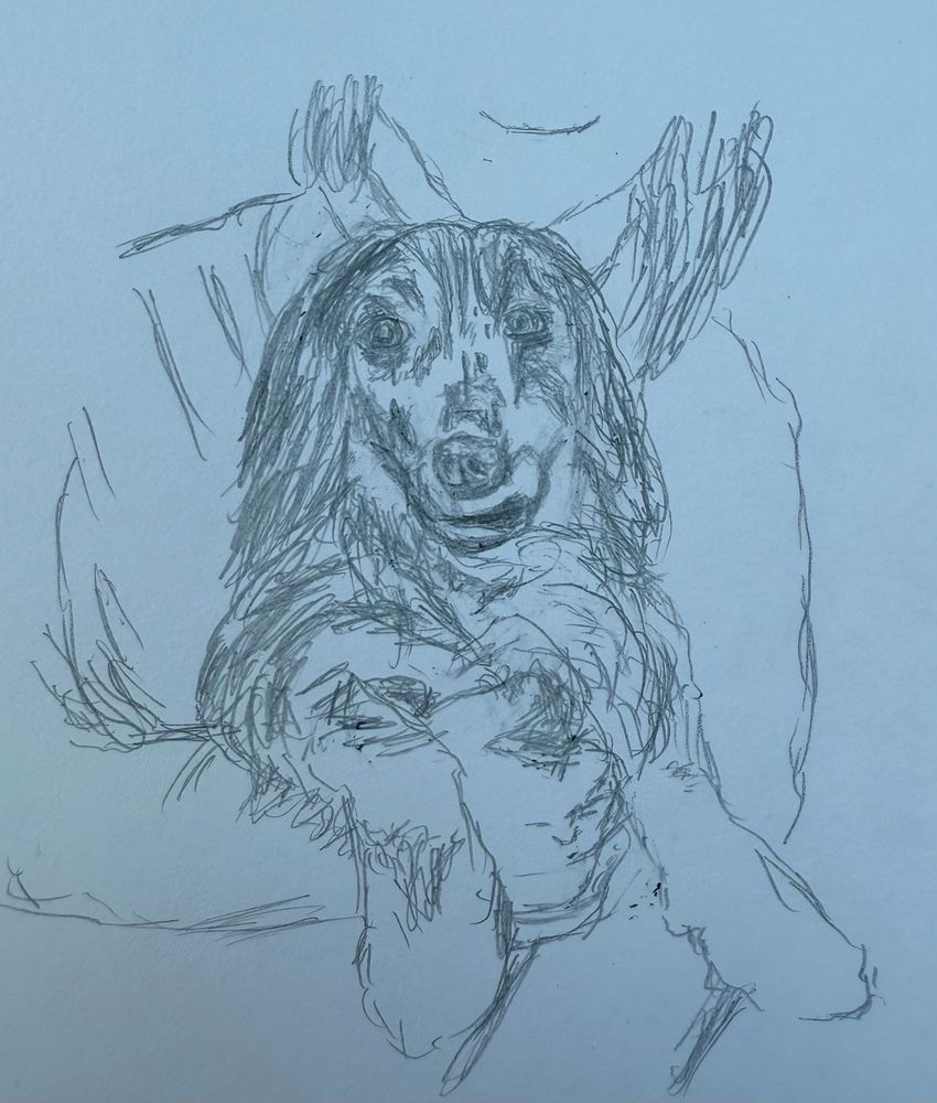 A pencil sketch of Magnus the long hairer Dachshund being held by @itsembyrrose facing forward with his lip stuck up on our right side, his left. His front legs are draped over their arm. Embyr’s arms and part of their neck and the very bottom part of their face are showing as this is drawn at the dog’s level with him as the focus. He is many shades of black, white, and grey in a mottled pattern.