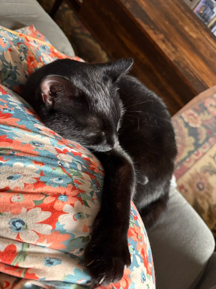 A picture I took from above looking down at Kiki the black cat sleeping curled up between my legs and butt with one arm outstretched resting on my hip like she’s hugging me.