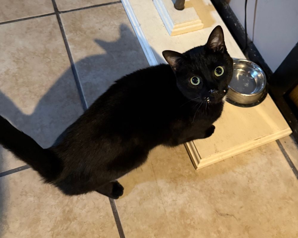 A picture of Kiki, a small black cat with bit yellow eyes standing on our tile basement floor by her food bowl with bits of her tube goo treat smeared all over her face. 