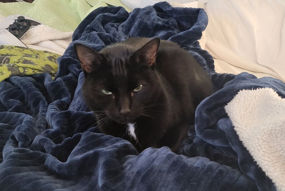 Killian, my black cat with a small white chest fluff patch