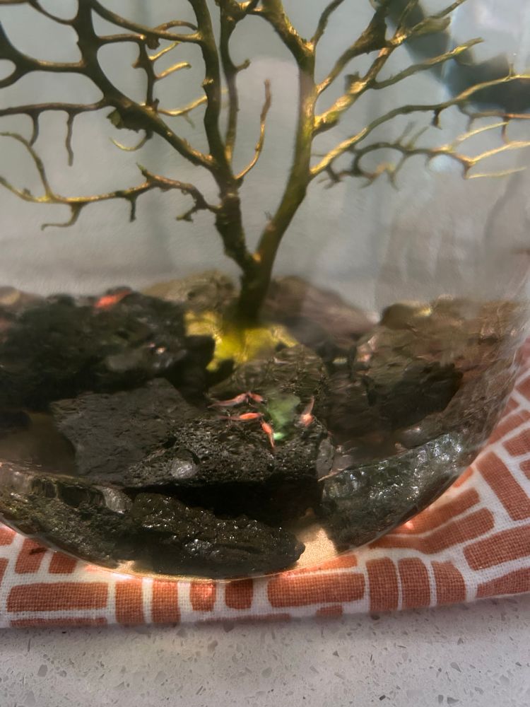 Opae Ula, Hawaiian Volcano shrimp.