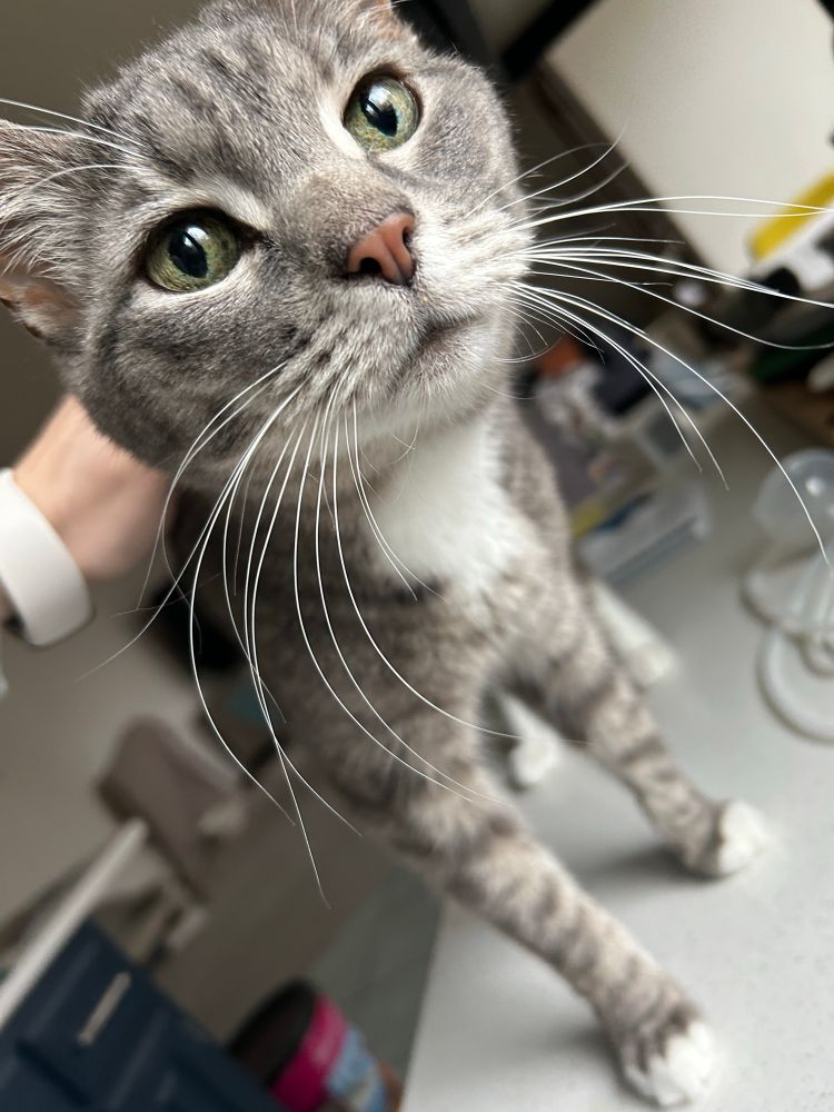 Tabby cat, domestic short hair.