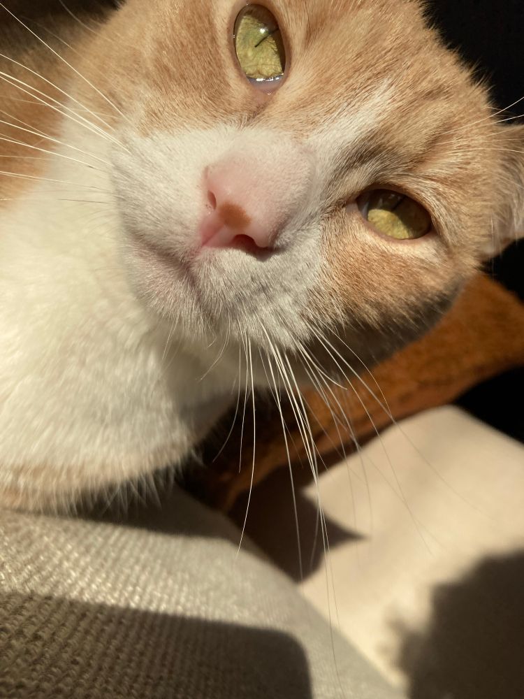 Calico/tabby cat, domestic short hair.