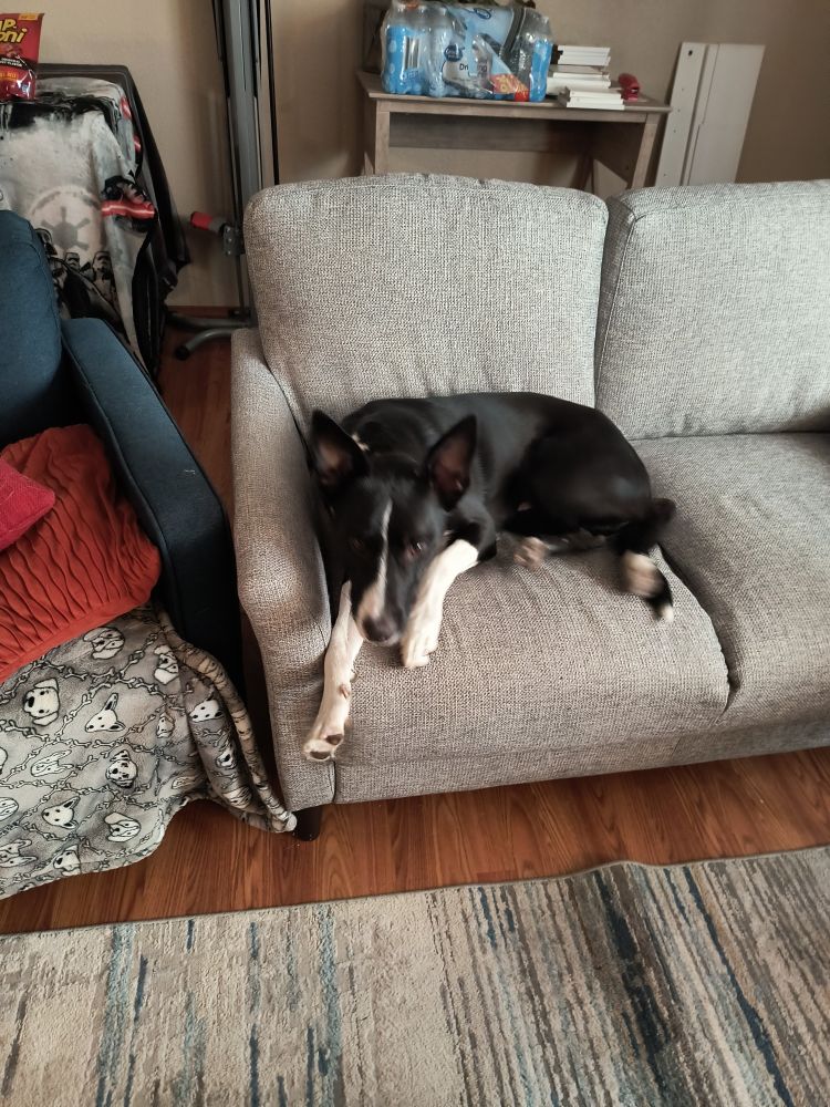 Black and white dog, laying on sofa, looking betrayed.