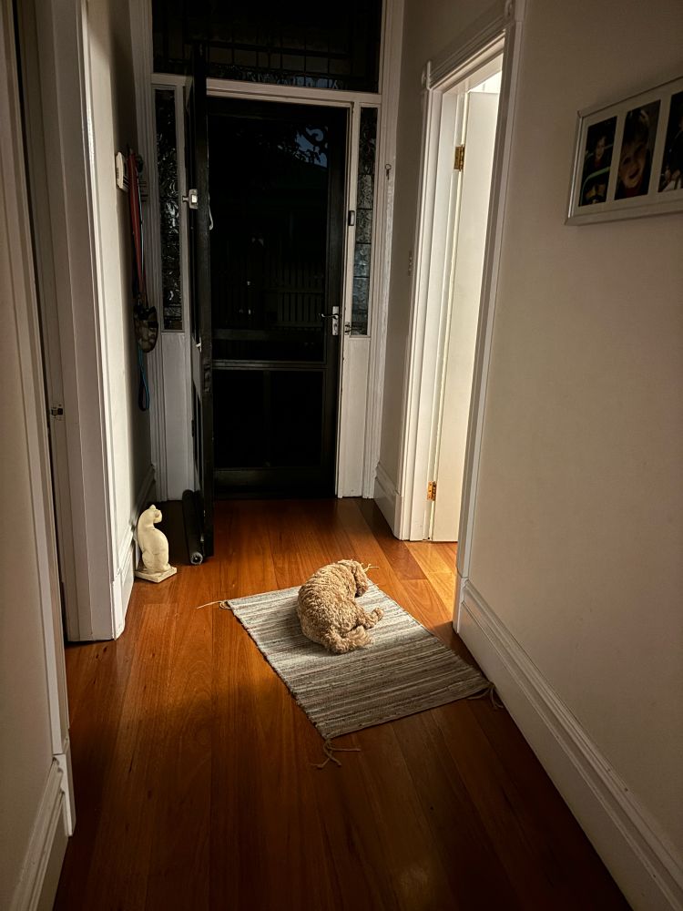 A small brown dog lies on a rug in a hallway, facing towards the open front door. It’s dark outside but she’s bathed in the light from the next room. 