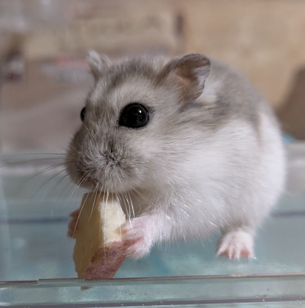 ブルーサファイアジャンガリアンハムスターのあお