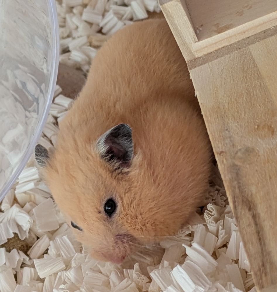 キンクマハムスターのすくすくが床材を頬袋に詰めている
