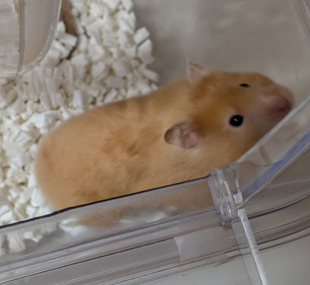 長毛ハムスターのどんぐり