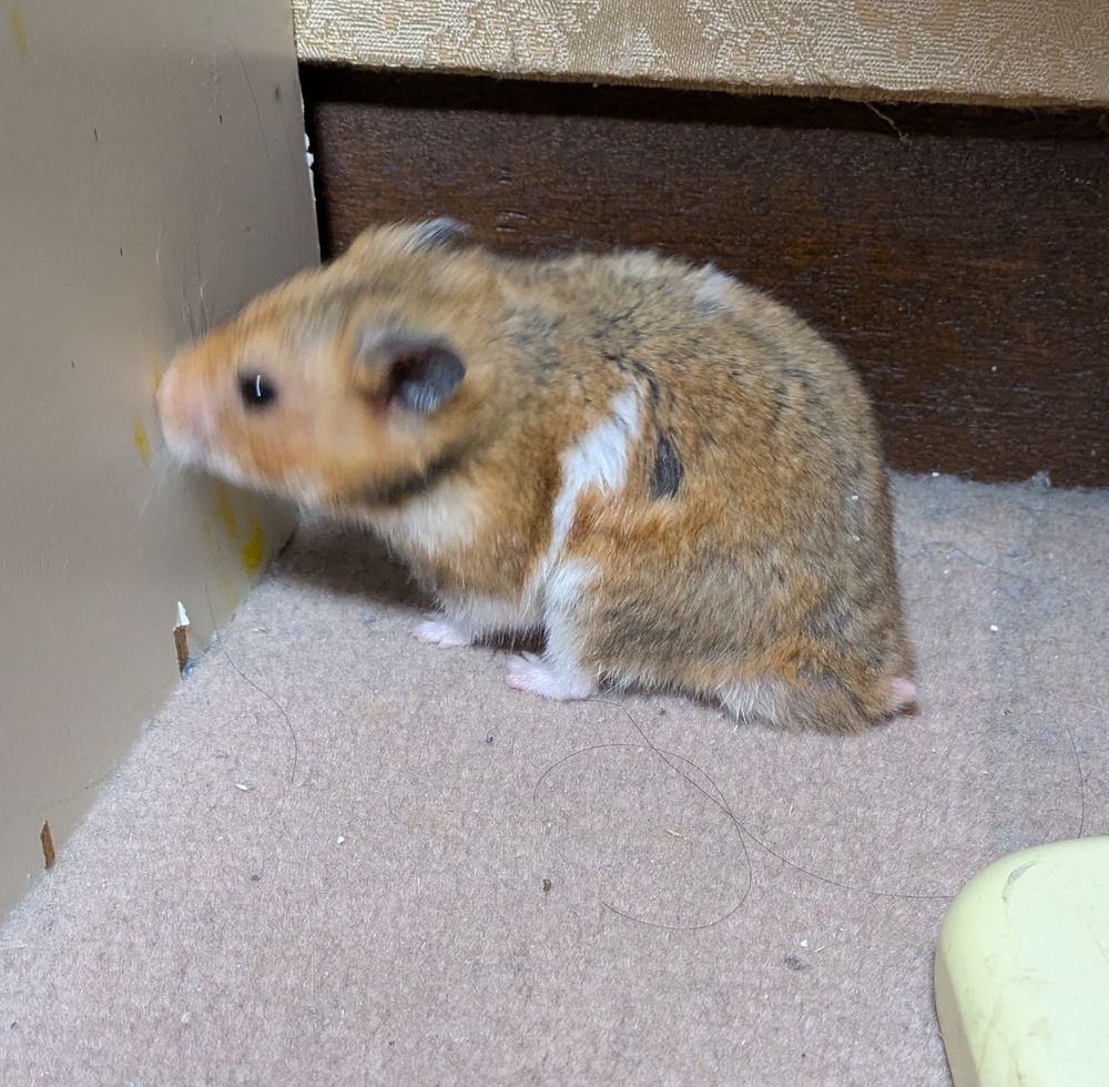 ゴールデンハムスターのくりきんちゃん