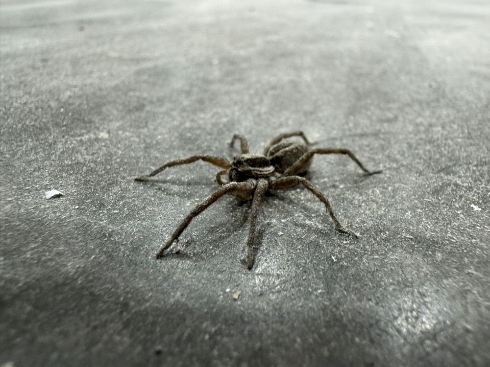 just a lil guy chillling on a floor