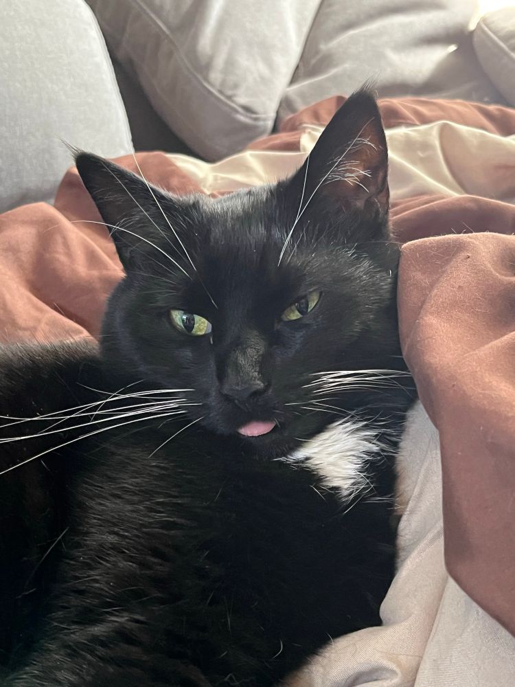 Black and white tuxedo cat with tongue sticking out