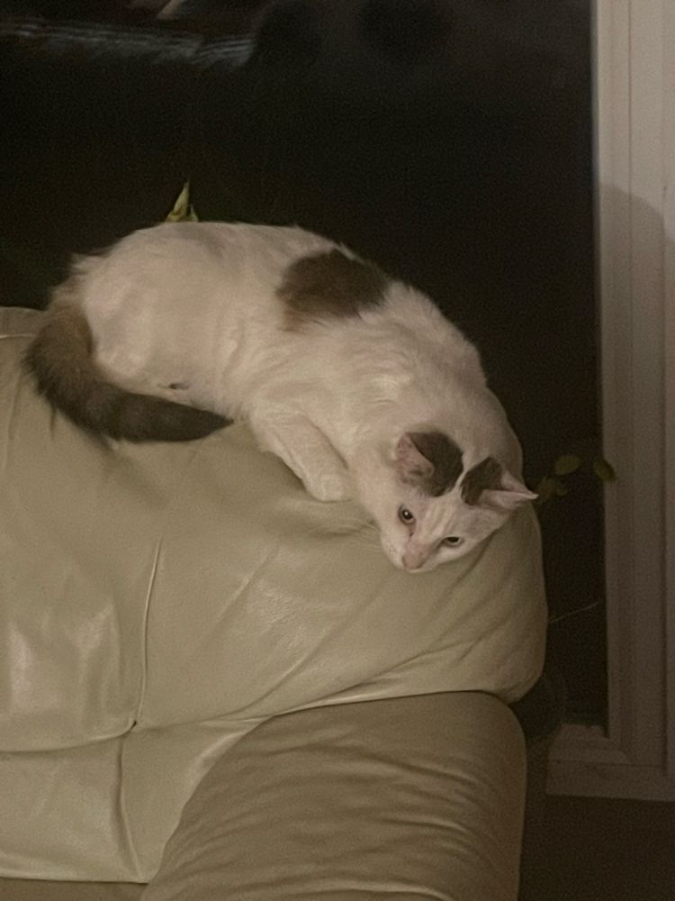 Hansi auf dem Rücken eines cremefarbenen Sessels. Der Kopf hängt nach vorne herunter 