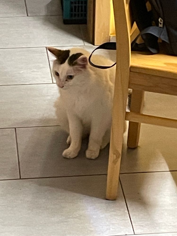 Kater Hansi (weiß) sitzt neben einem Stuhl. Er schaut als ob er auf etwas lauert. 