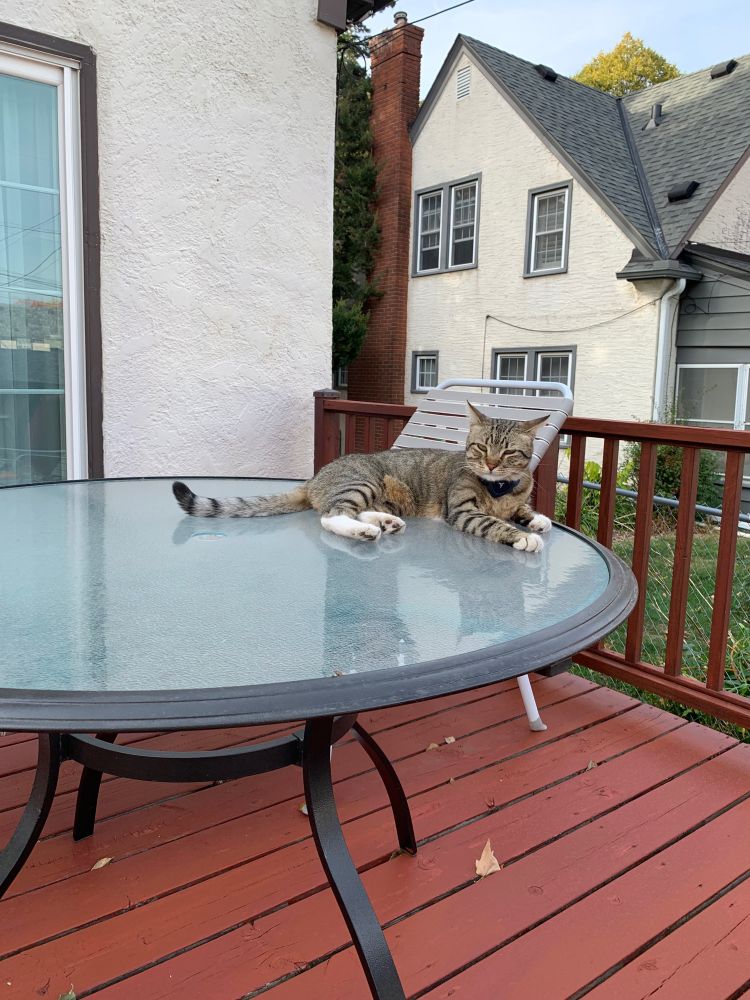 A beautiful tabby cat lying on a glass table on a freshly finished outdoor deck in an urban setting. You can see the next door house behind him and he looks smug, knowing he isn't supposed to be on tables but that this neighbor (oh, this isn't HIS house, it's a neighbor) loves him enough to let him up there. 