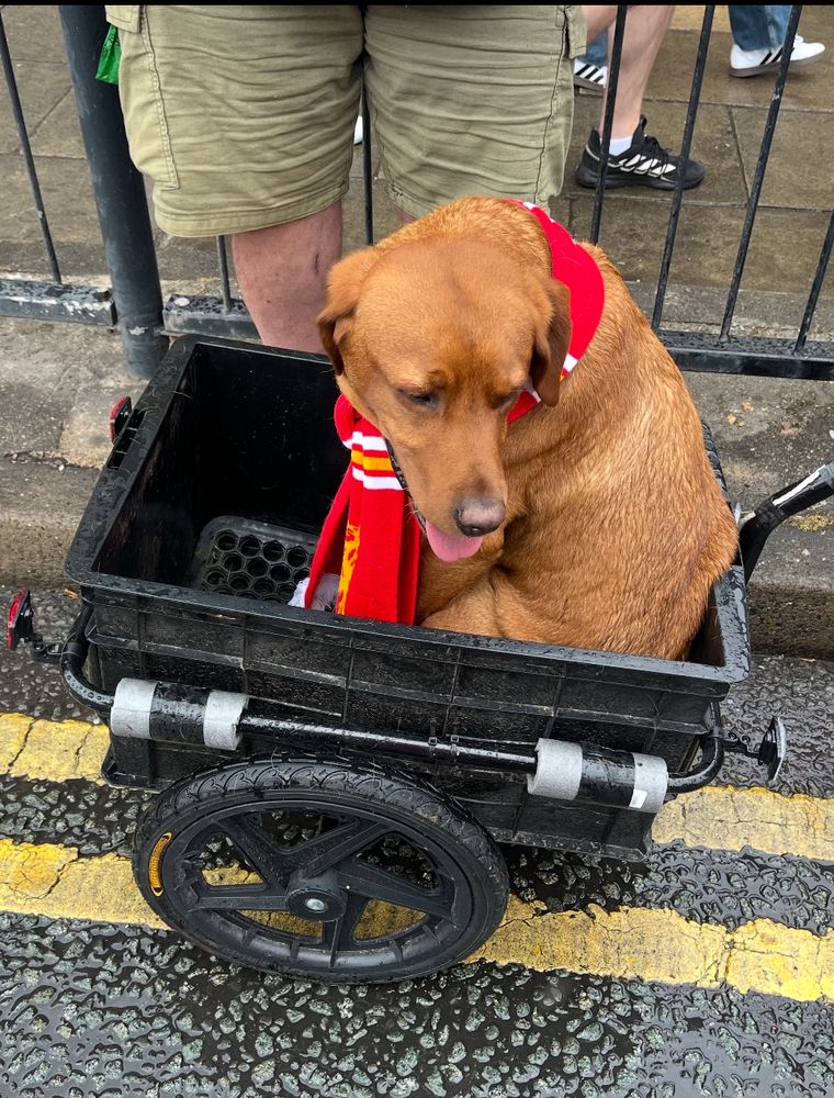 Brown dog wearing a Liverpool scarf sits in a trailer, seemingly exhausted from the excitement of the parade 