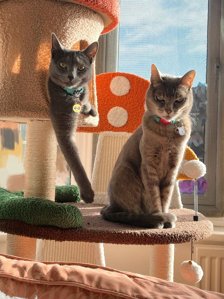 two girl cats on a mushroom themed cat tree, staring at the camera in a ray of sunshine. the ten month old russian blue kitten is in the cubbyhole with one long leg dangling out of it, and the ten year old asian tabby is sat elegantly on the platform below. the window is blurred out