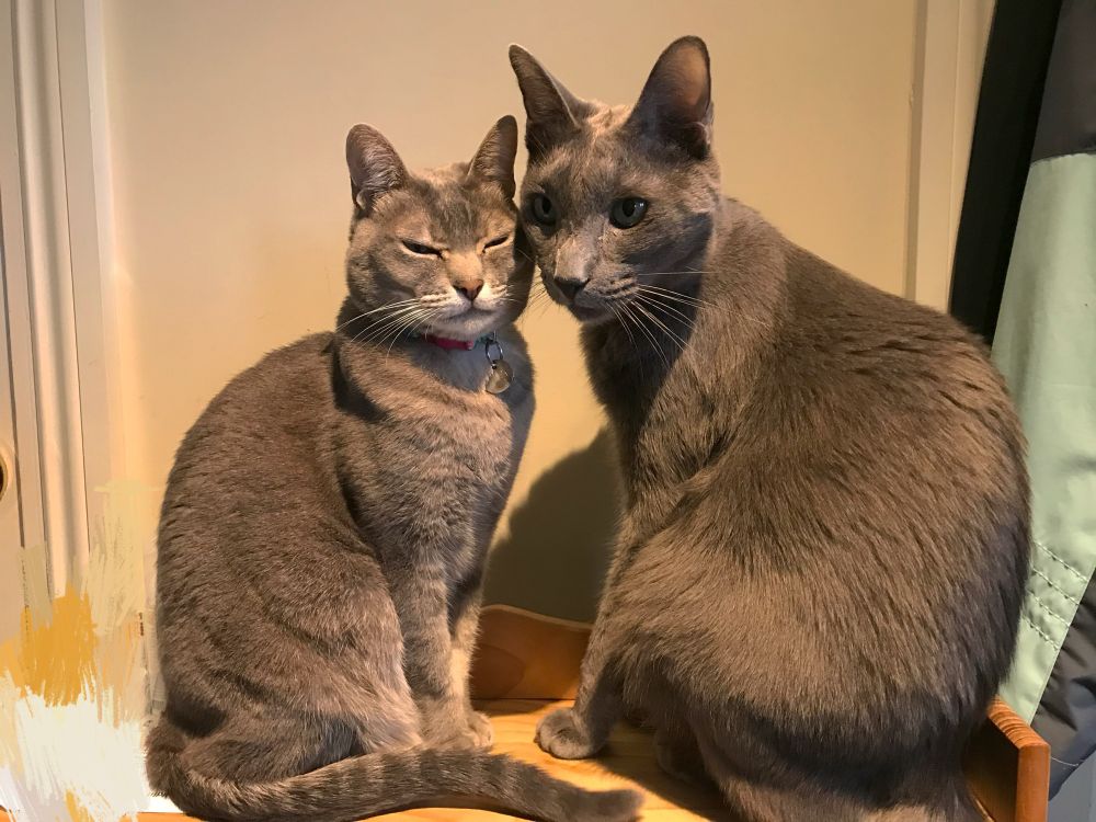 two cats sat upright on a wooden shelf unit, facing slightly outwards with their cheeks lightly touching. the left is a sweet looking asian tabby mix girl, and the boy on the right is a russian blue. their faces seem to fit against each other