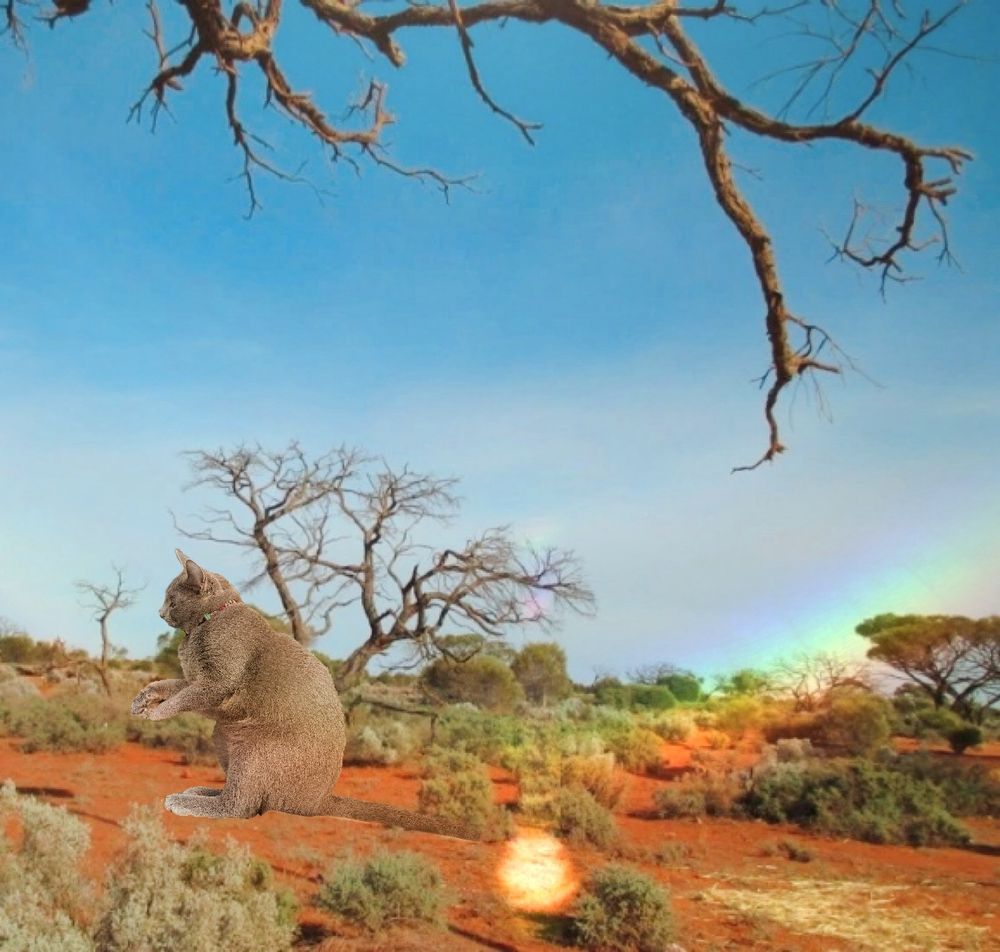 my russian blue cat very obviously edited into a photo of australia. she looks like she’s doing a kangaroo pose (but was actually on her side in the original photo)