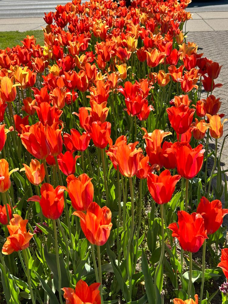 Large red and orange tulips. 