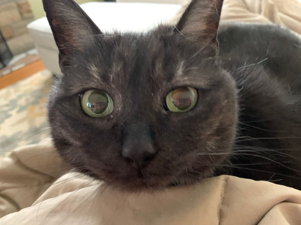 Close up on the face of an aging black cat with green eyes, resting on a tan blanket. 