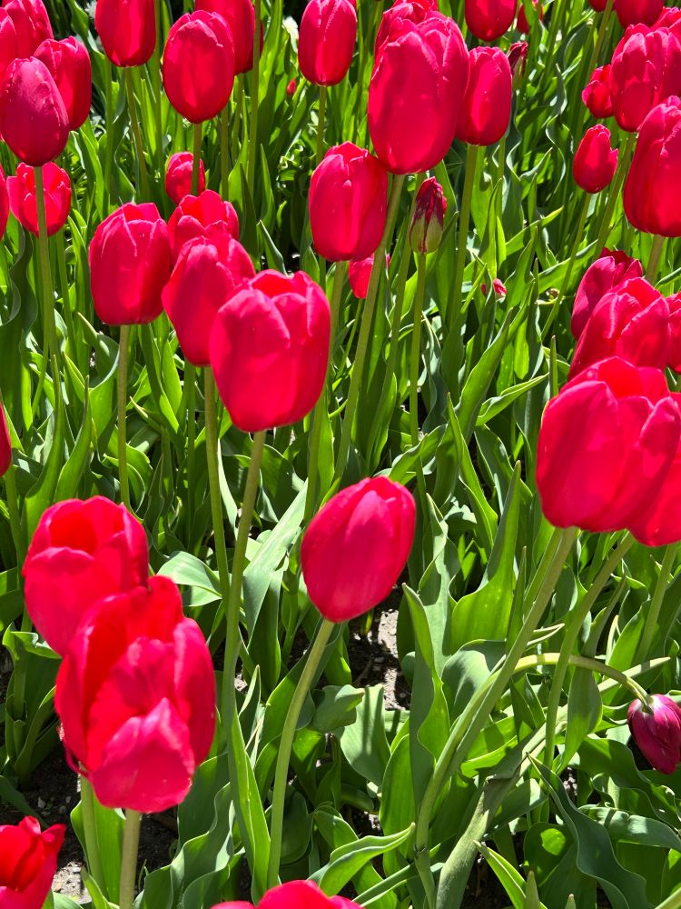Discus colored tulips in various stages of opening 