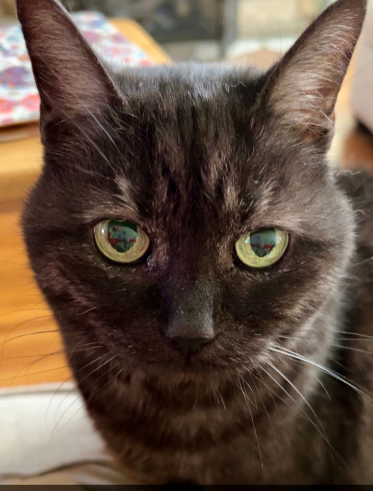 Close up image of an aging black cat with yellow eyes and white whiskers. 