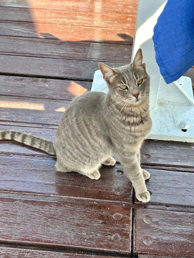 A slender 
grey tabby cat with yellow eyes on a wood deck. 