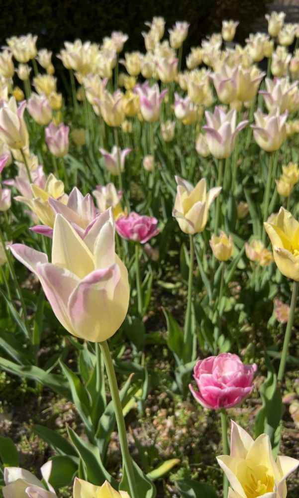 Pale yellow and lilac color tulips 
