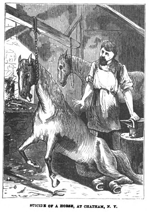 A historic newspaper illustration of a gaunt horse that has somehow hung itself and a bearded blacksmith looking at the horse.