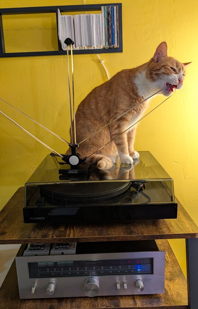 An orange cat chews on an antenna