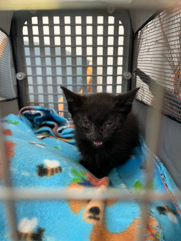 my incredibly sick girl