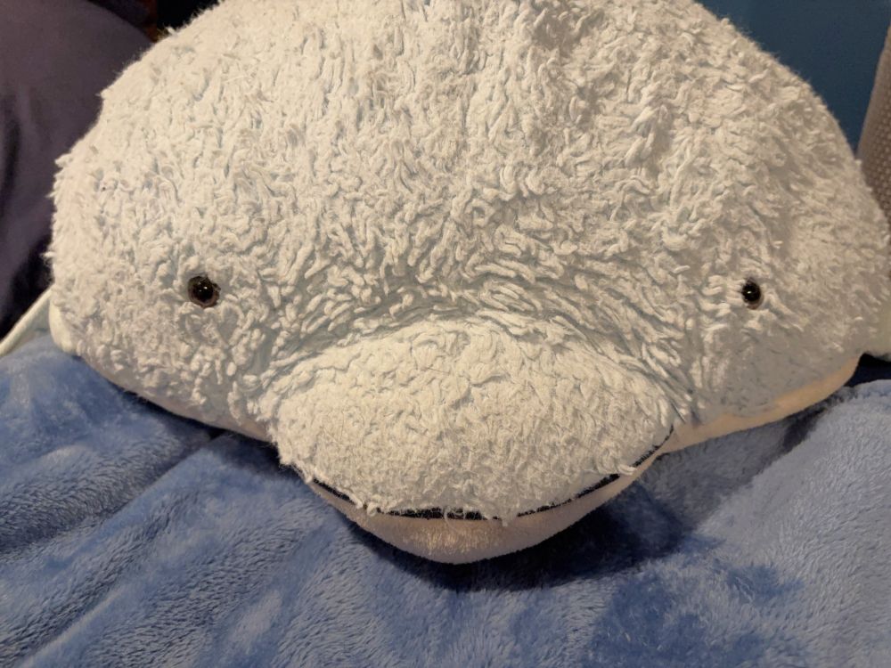 A picture of a cute dolphin plushy