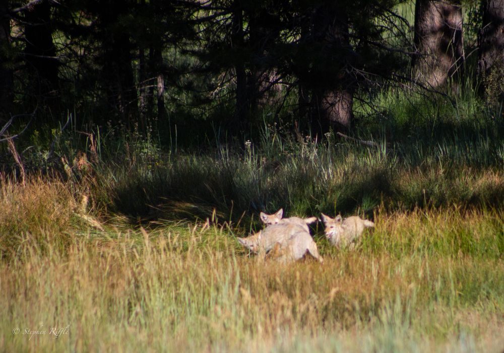 The group is now blurry as they begin to tumble and fall into the tall grass.