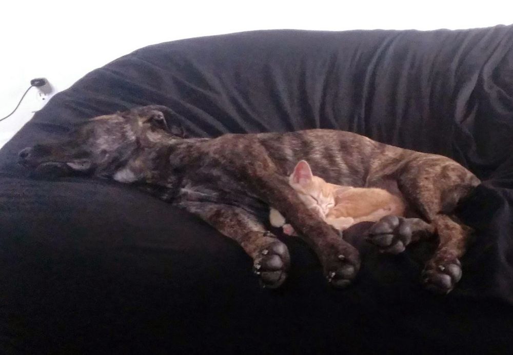 An orange cat and a brown dog lay sleeping on a large bean bag chair. The cat is curled up next to the dogs belly. 