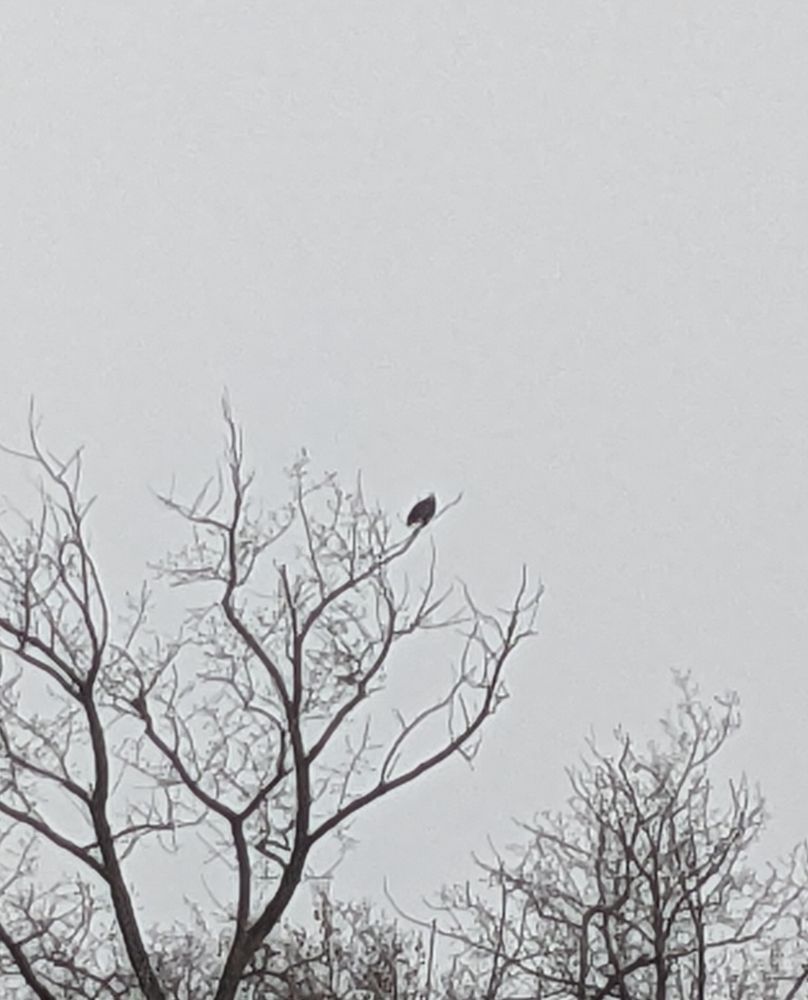 A distant image of a bald eagle above the Thames River in London, Canada.