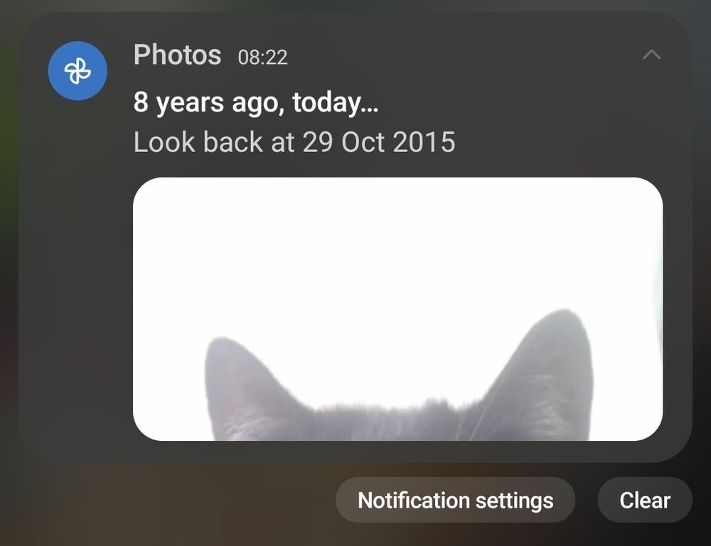 screenshot of a notification from google photos saying '8 years ago, today.. look back at 29 oct 2015' and the preview of the image below shows only a pair of black cat ears