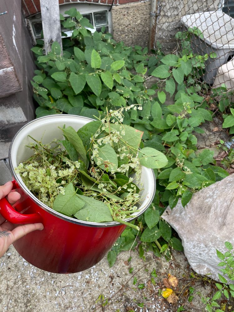 Photo taken in a concrete back yard. In the background is a bush of knotweed growing between a brick wall and wire fence. In the foreground is higu’s hand holding a red cooking pot that is full of knotweed trimmings.