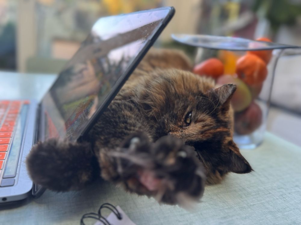Cat stretching holding onto a laptop while leaning against a top hat shaped fruit bowl