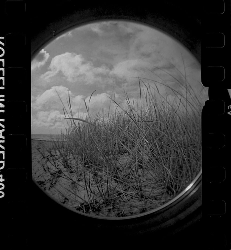 Dune grass shot on infrared film