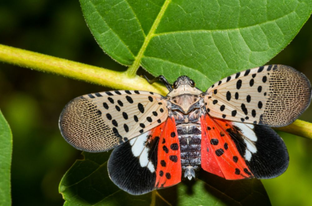 Spotted lanternfly