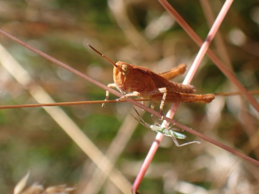 An orange grasshopper perched on the intersection of three red grass stems. The grasshopper faces upwards towards the left-hand side of the picture