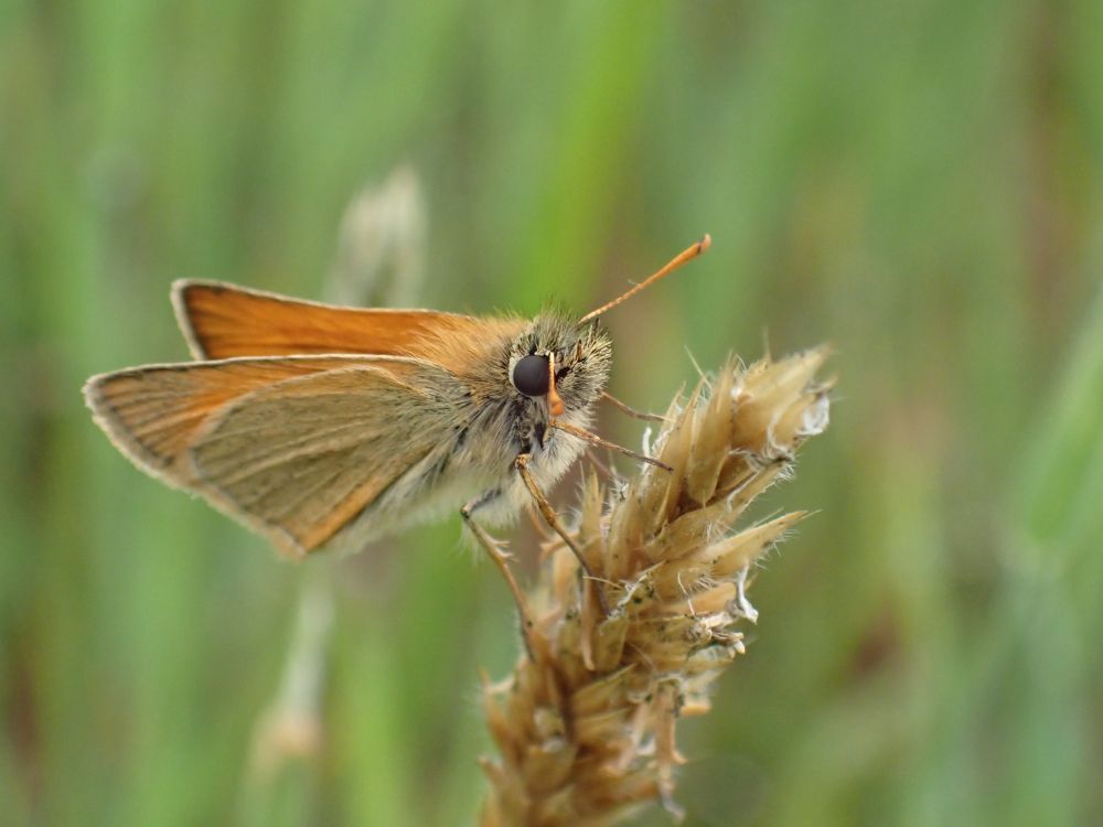 A small orange butterfly perched on a grass seedhead