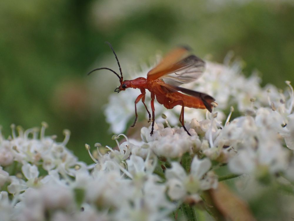 A red beetle taking flight from a white flowerhead
