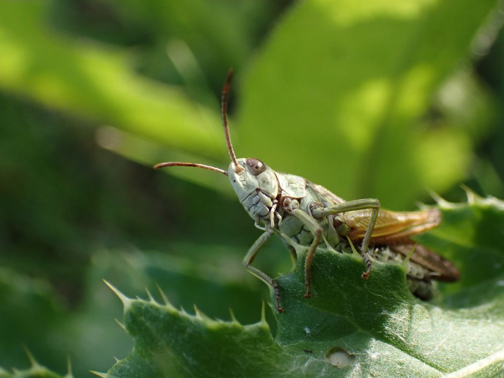 A green grasshopper perched on the edge of a leaf facing the camera