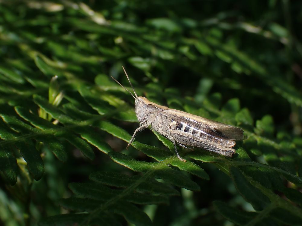 A brown grasshopper sat on dark green bracken