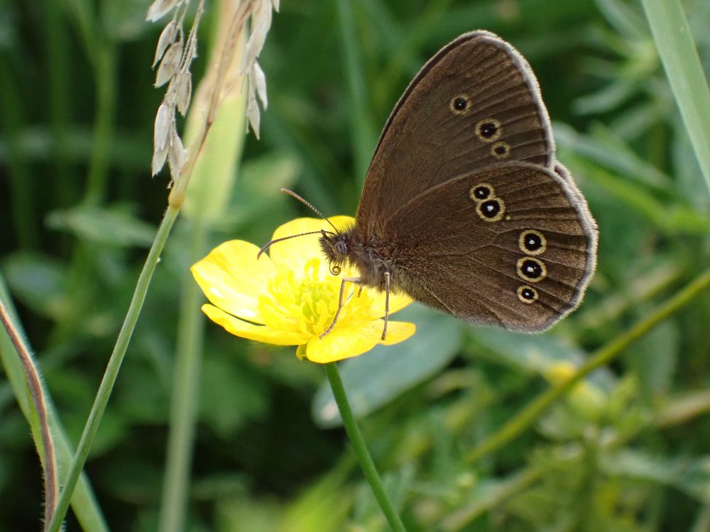 A chocolate-brown butterfly with three dark spots on the forewind and five dark spots on the hindwing perched on a buttercup flower. Its proboscis is visible, but curled up. Aphantopus hyperantus